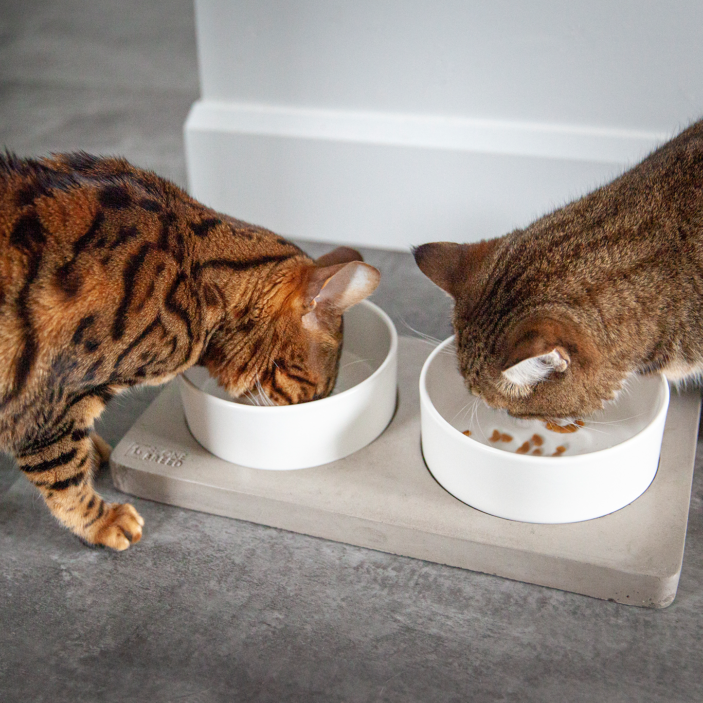 White ceramic pet bowls on concrete base