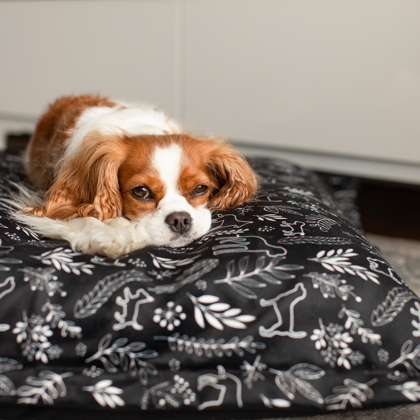 Supplementry cloud dog bed cover