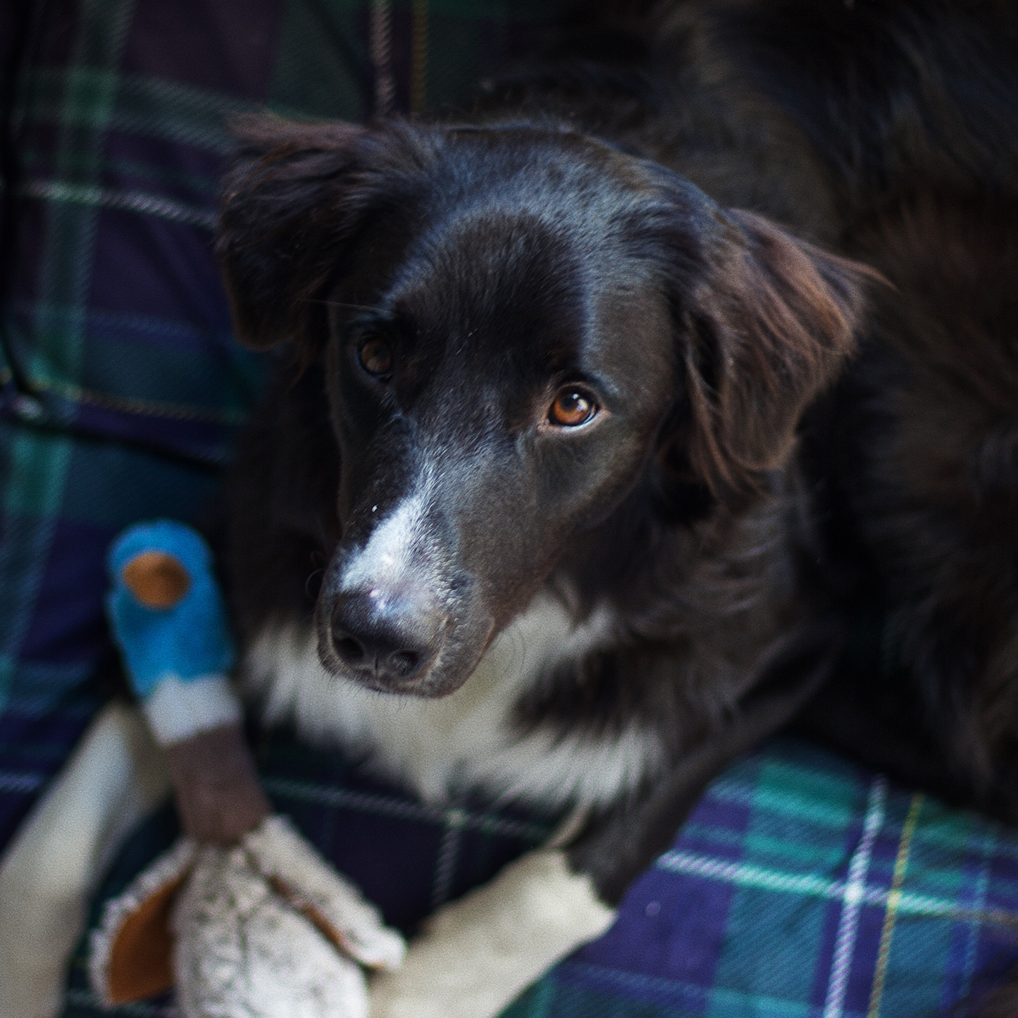 Supplementry cloud dog bed cover, varsity plaid