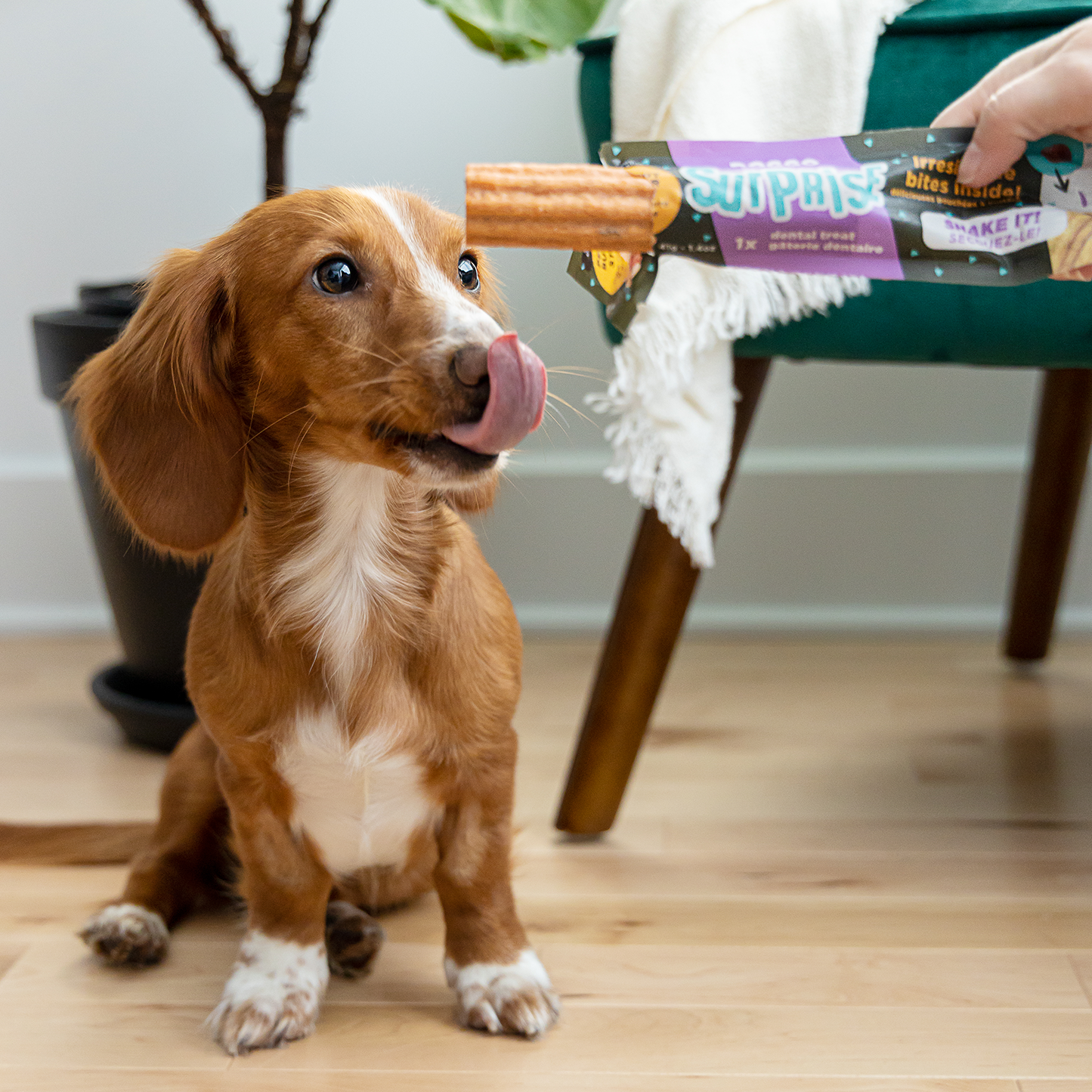 Dental chew bone for dog, surprise cookies