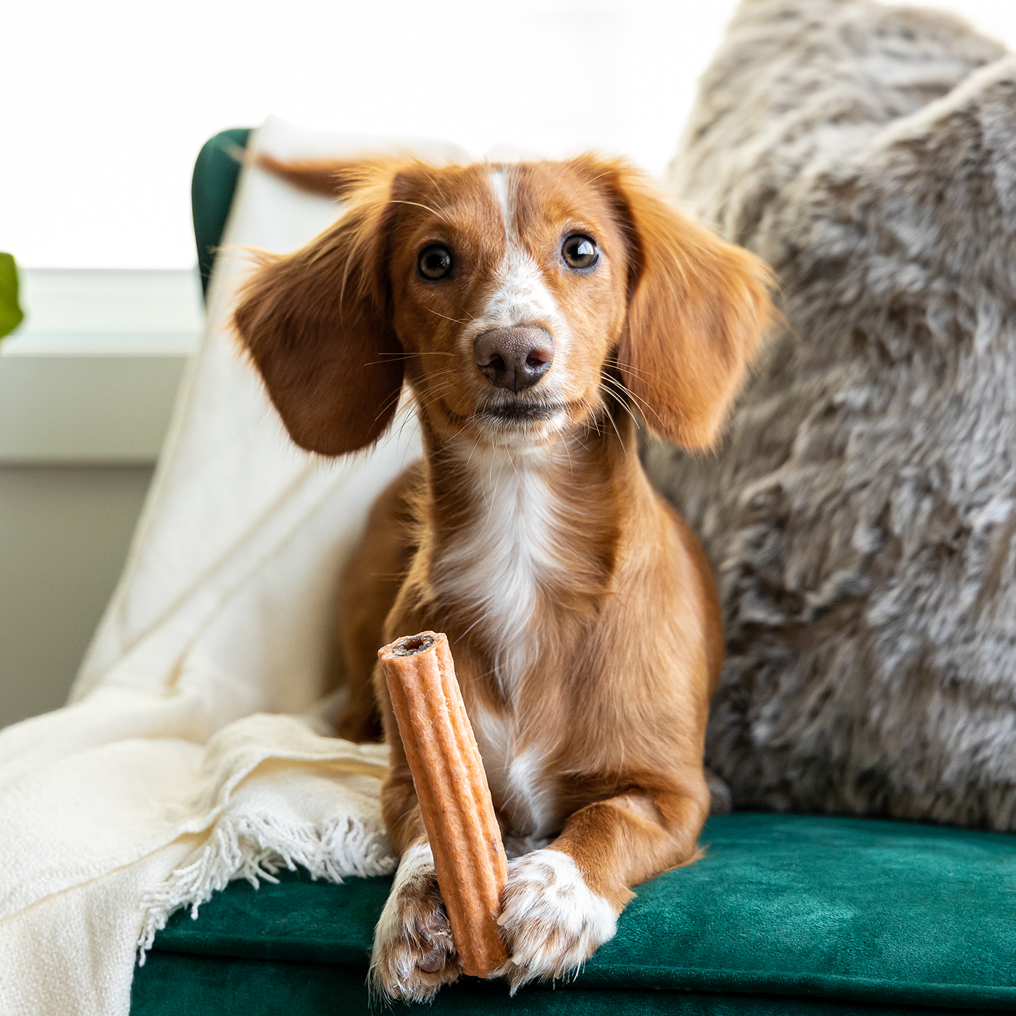 Dental chew bone for dog, surprise cookies