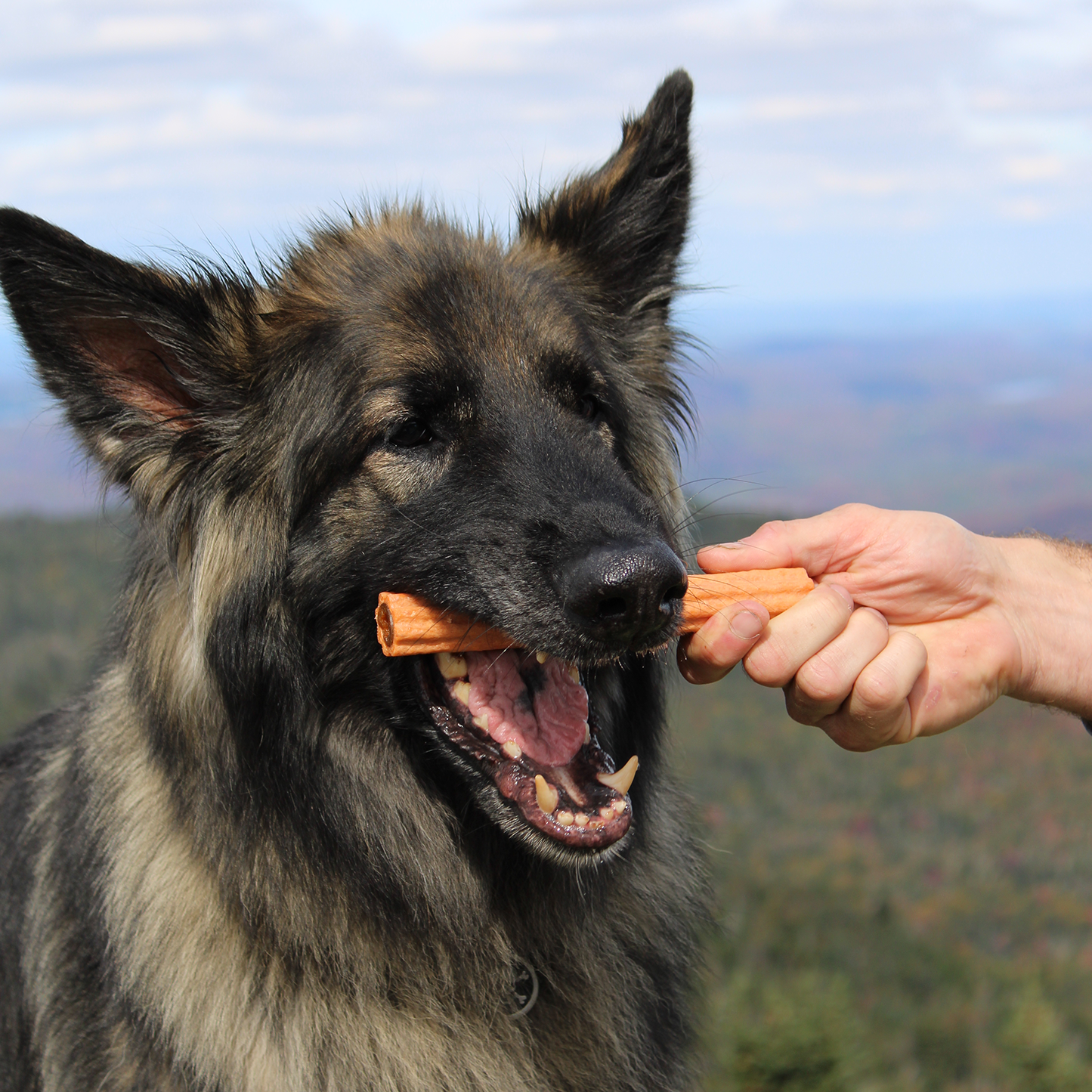 Dental chew bone for dog, surprise cookies