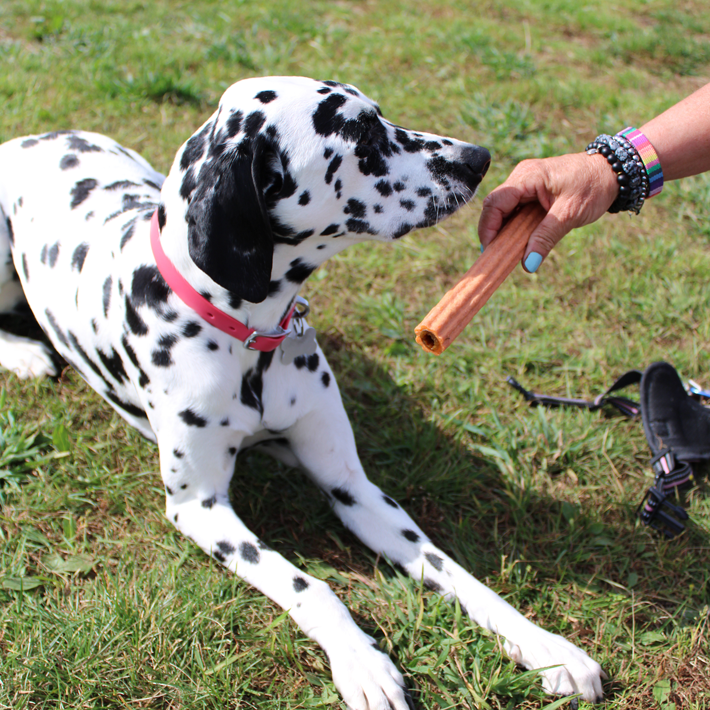 Dental chew bone for dog, surprise cookies