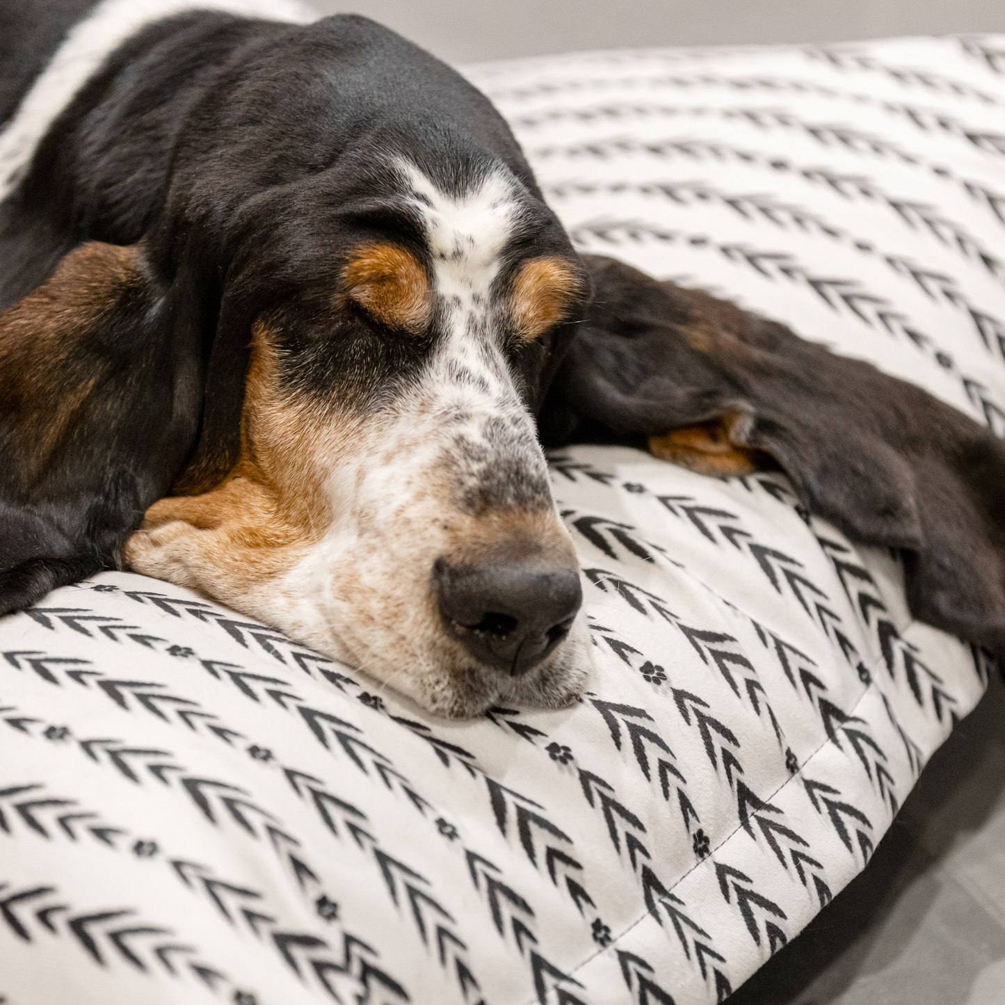 Memory foam dog bed, lakewood style
