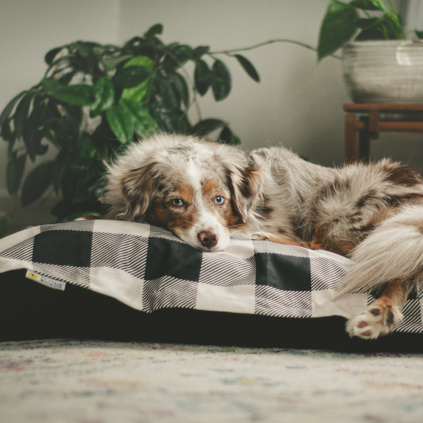 Memory foam dog bed, black plaid style