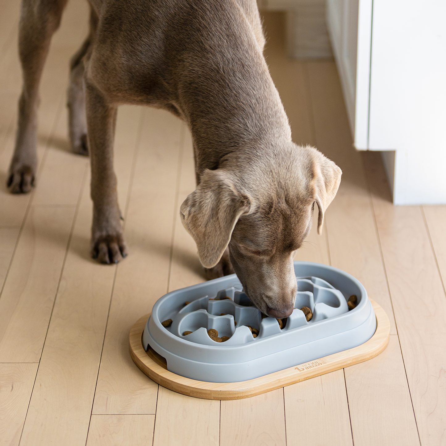 Slow feeder for dog, gray