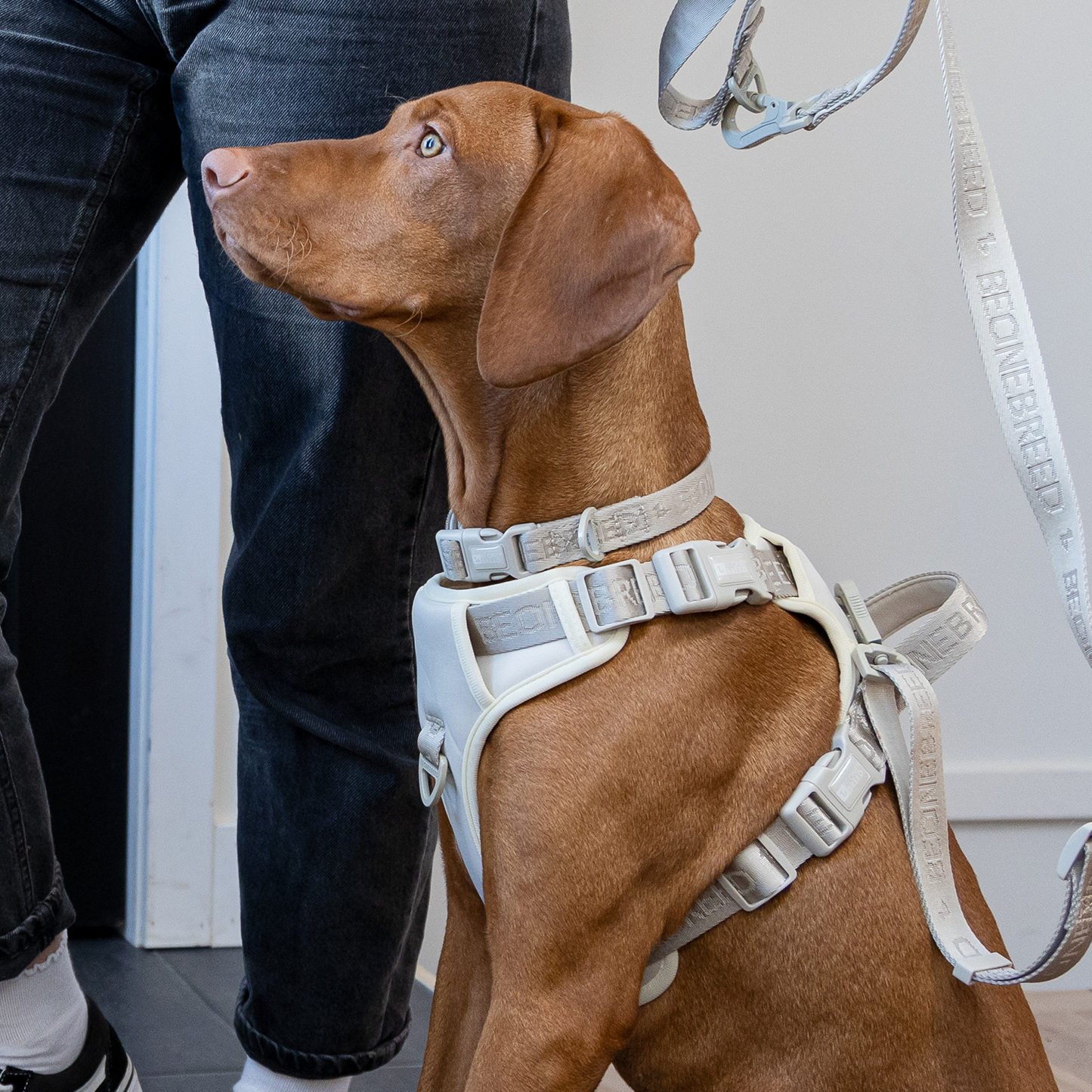 Neoprene and nylon dog collar, beige