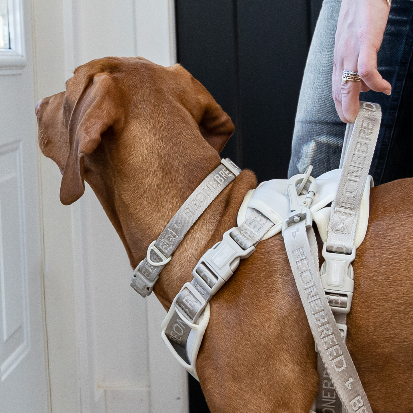 Neoprene and nylon dog collar, beige