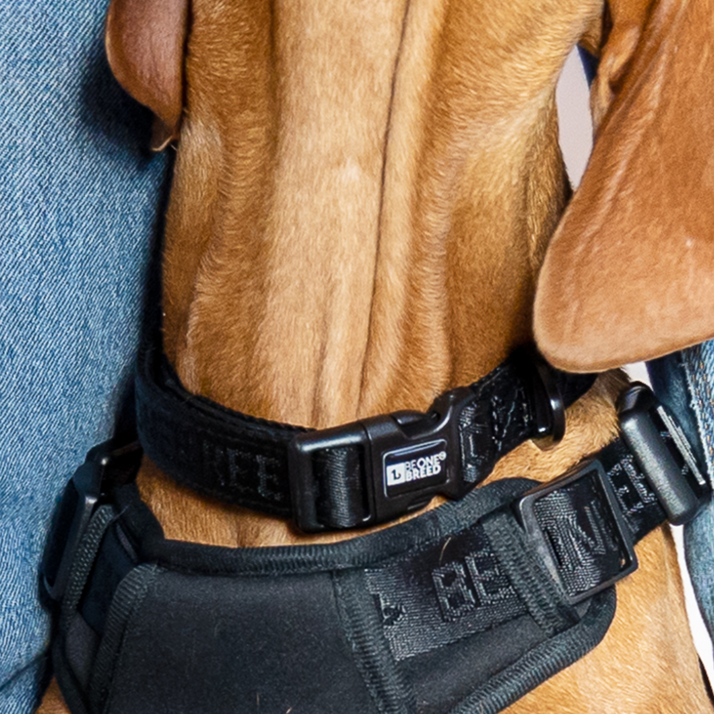 Neoprene and nylon dog collar, black