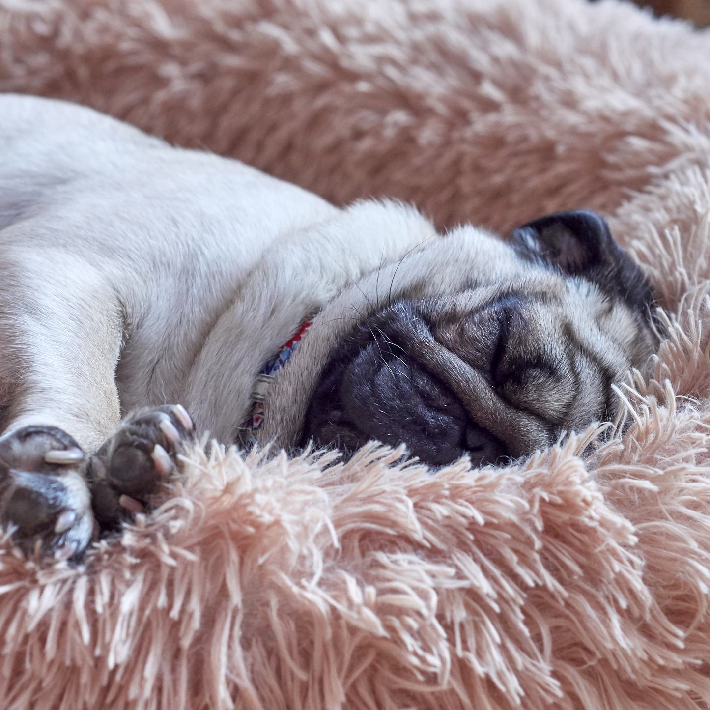 Calming shaggy bed