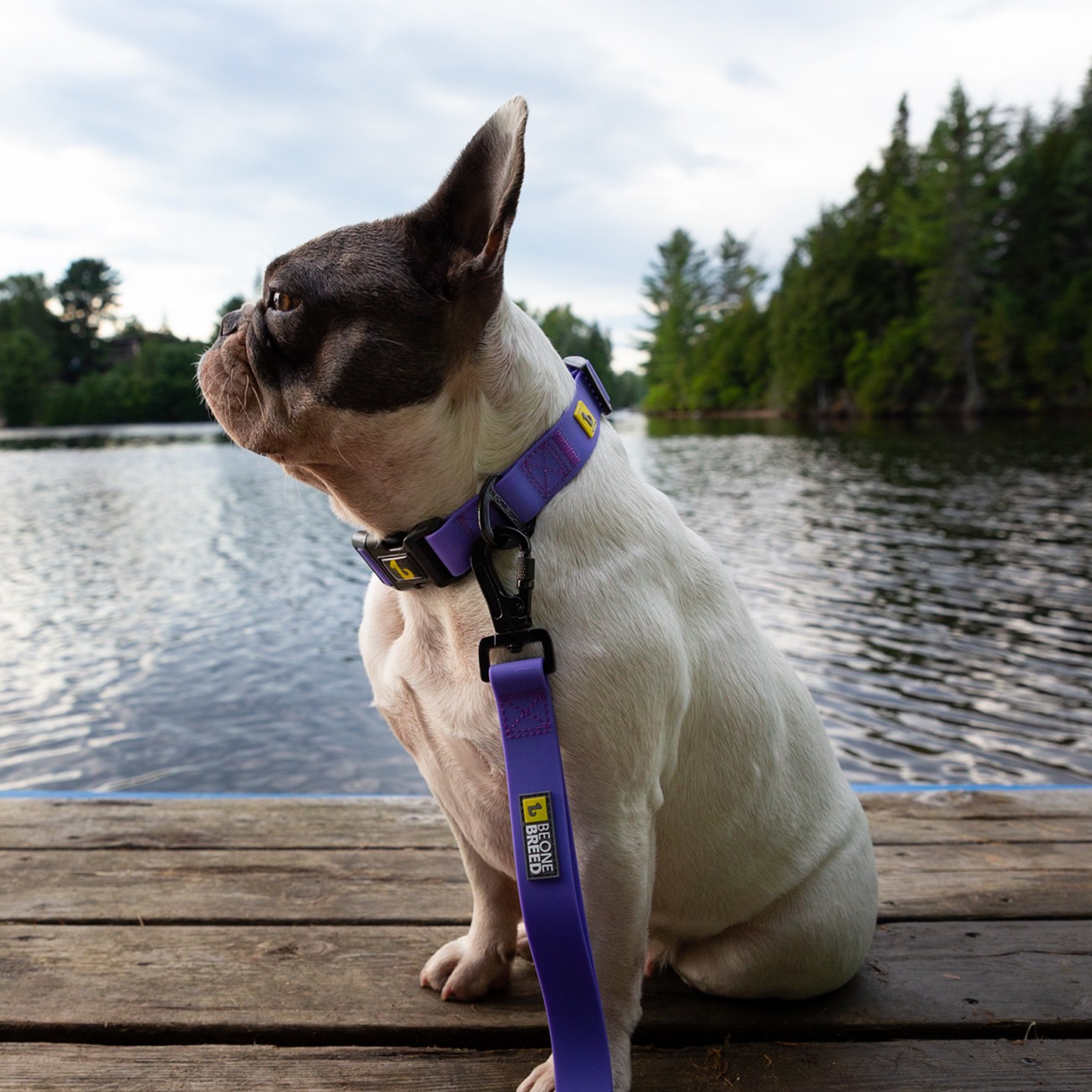 Silicone leash for dog, Very Peri style