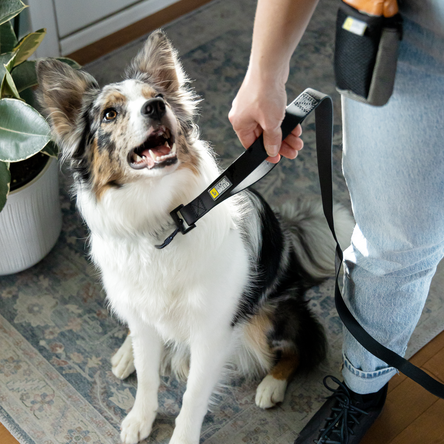 Silicone leash for dog, all black style