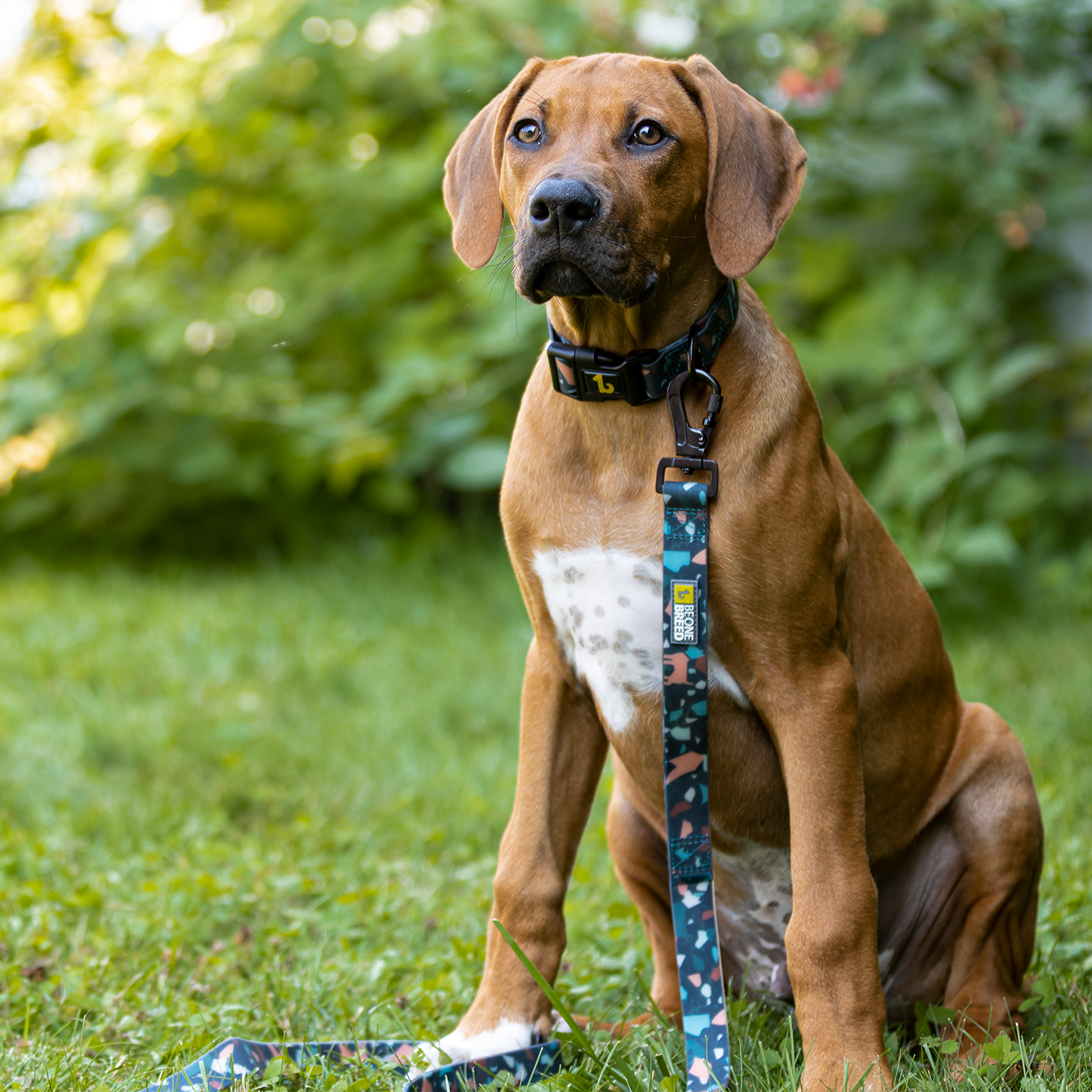 Silicone leash for dog, dark terrazzo style