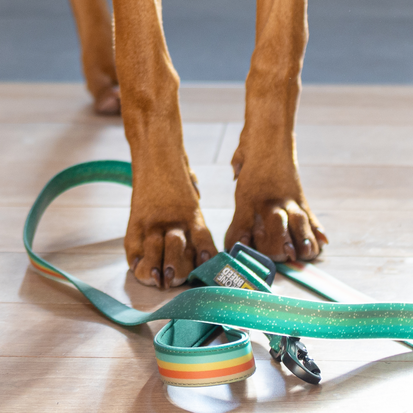 Silicone leash for dog, nomad style