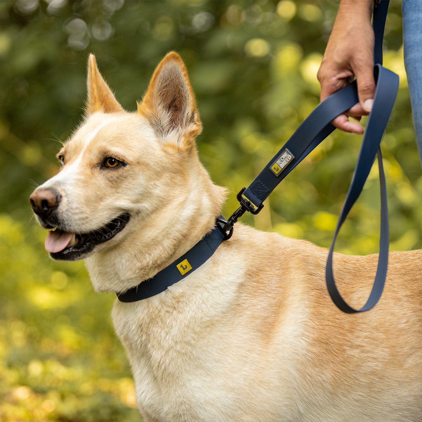 Silicone leash for dog, teal style