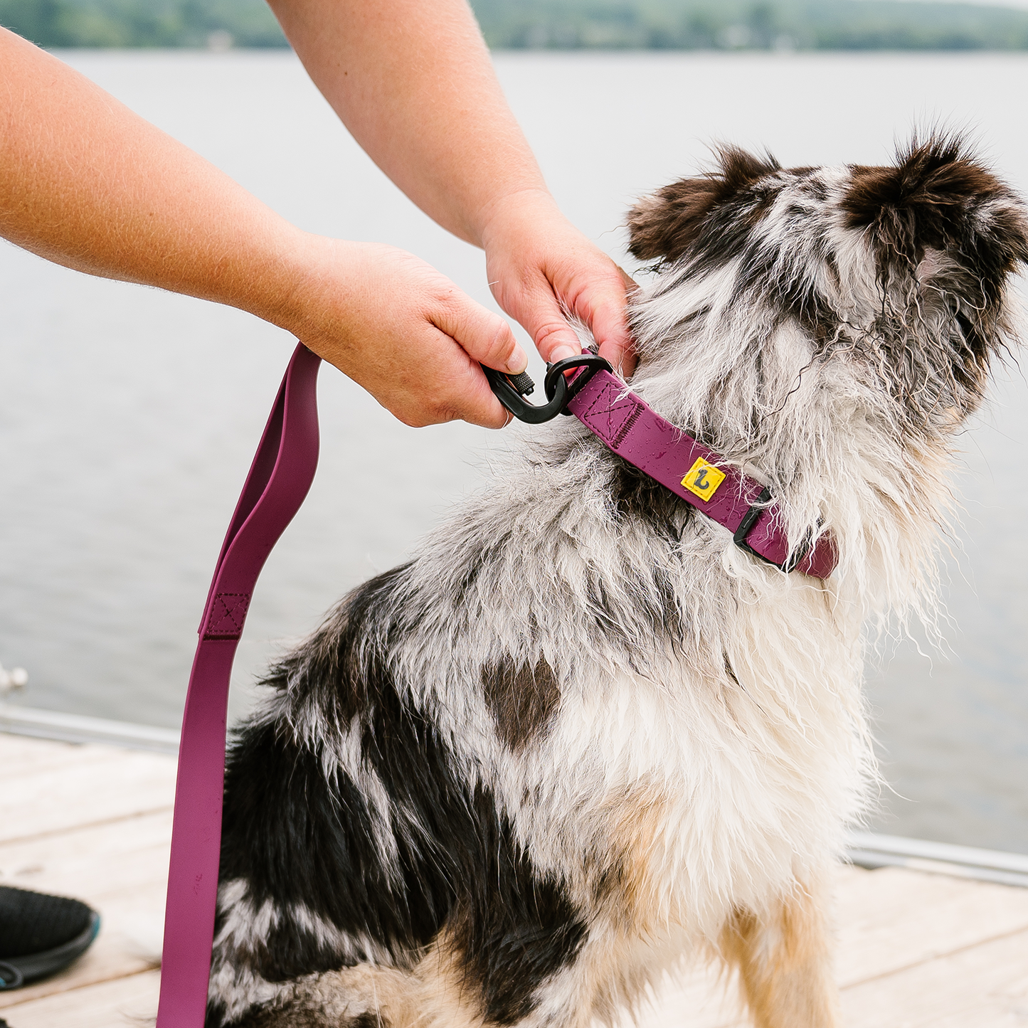 Silicone leash for dog, wild rose style