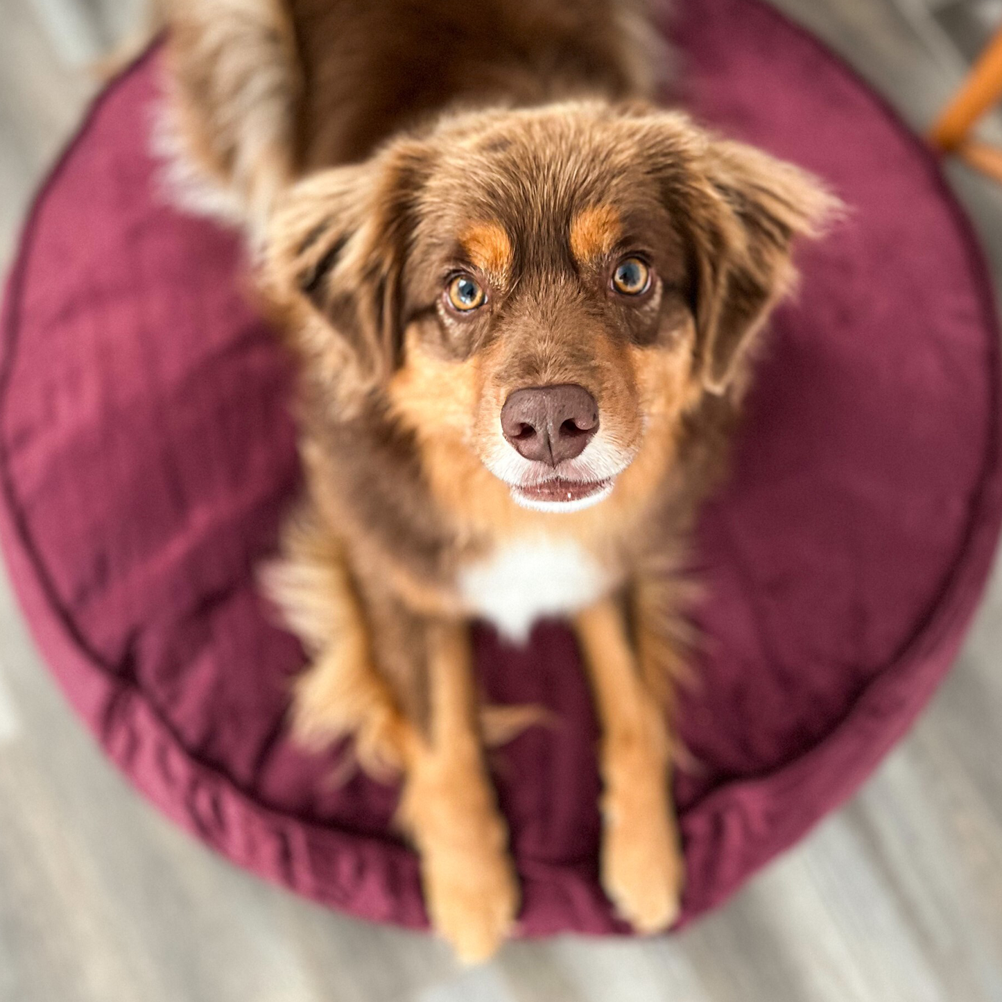 Memory foam dog bed, fig color