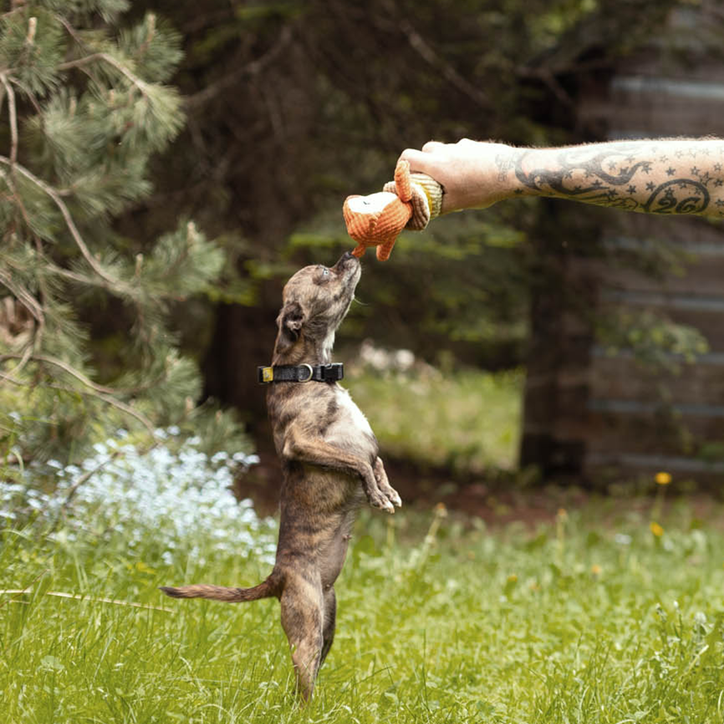Plush toy for puppy dog, fox style