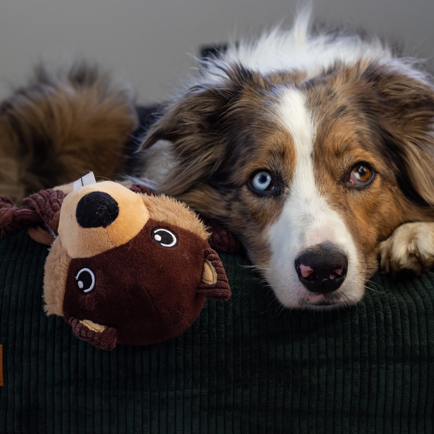 Deconstructable and reconstructible toy for dog, bernie the beaver