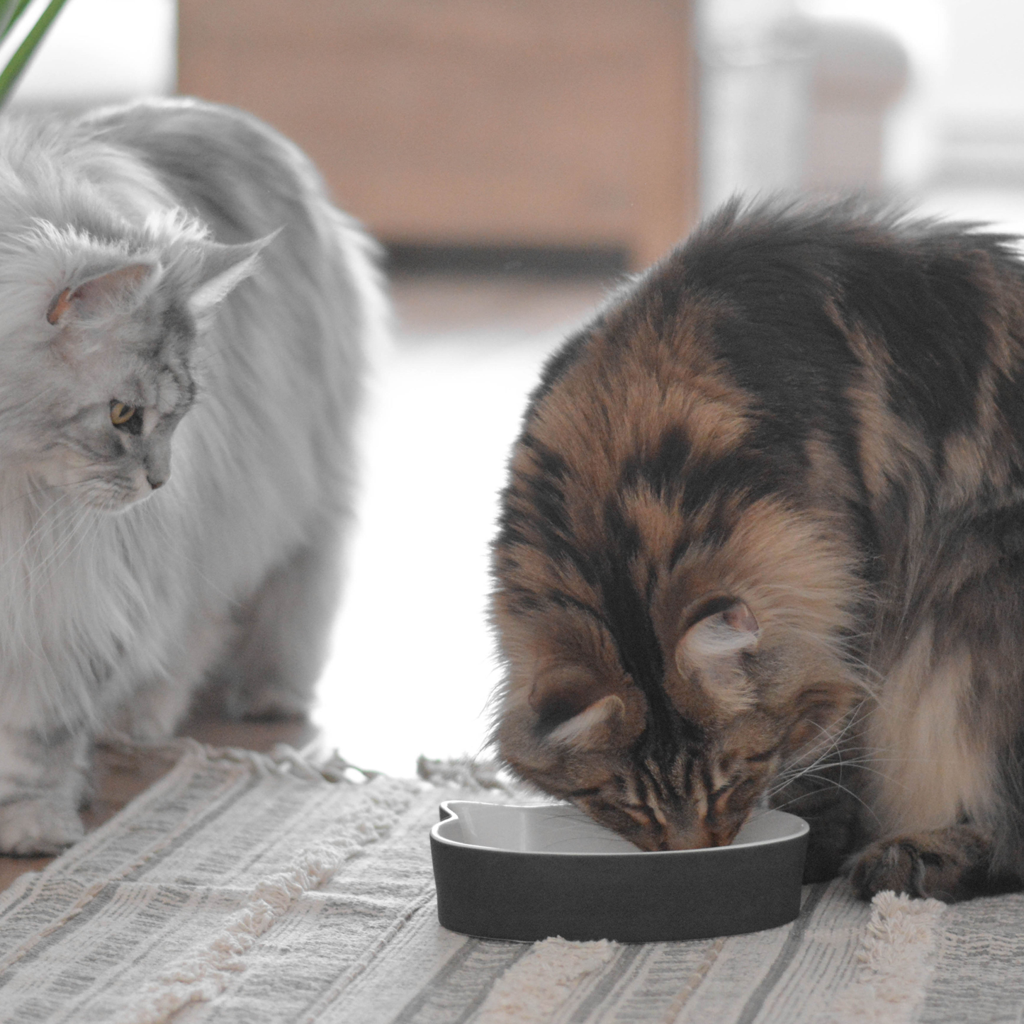 Ceramic bowl for cat, black