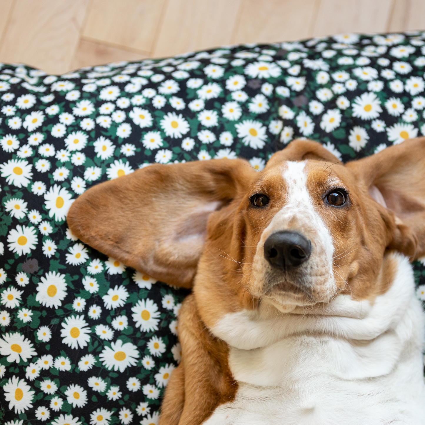 Supplementry cloud dog bed cover