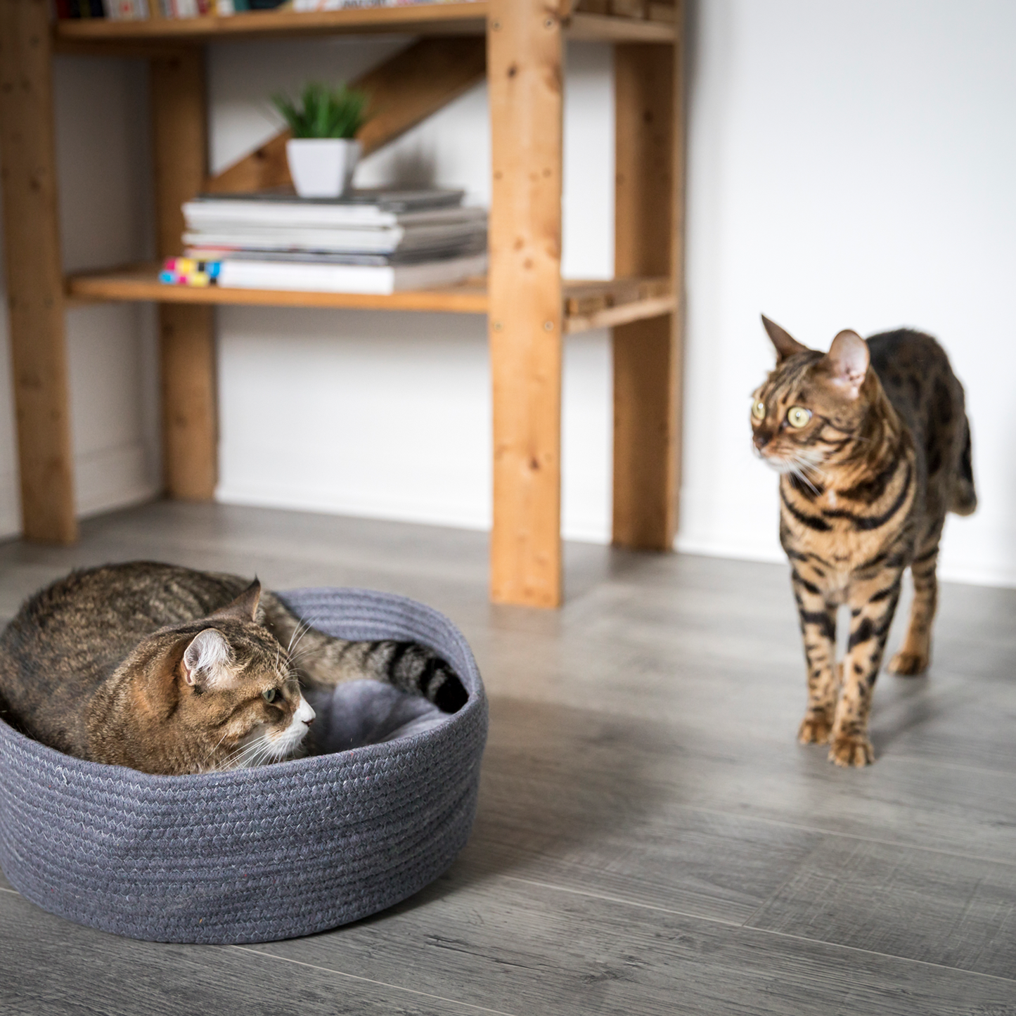 Woven basket bed for cat, gray