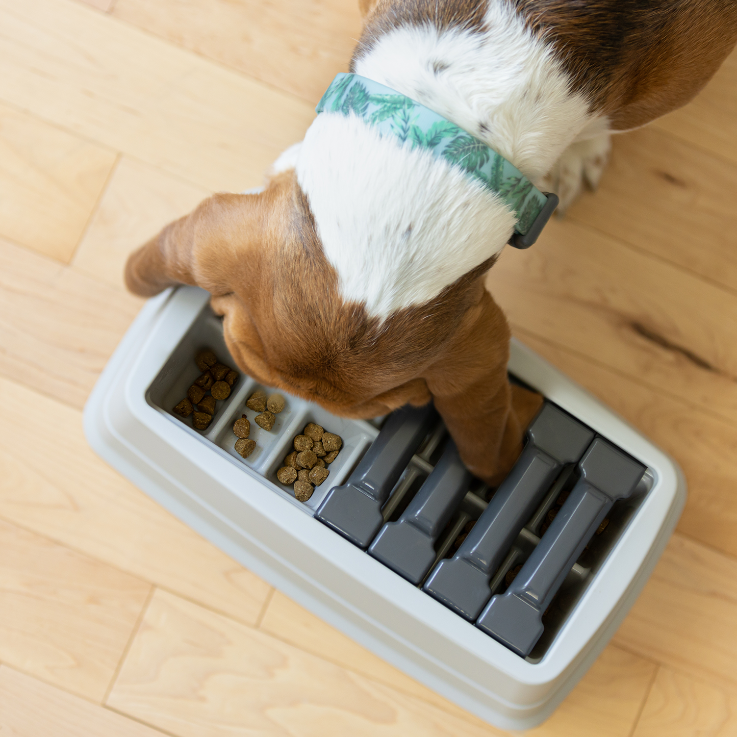 Interactive puzzle feeder bowl for cat and dog, multi-levels