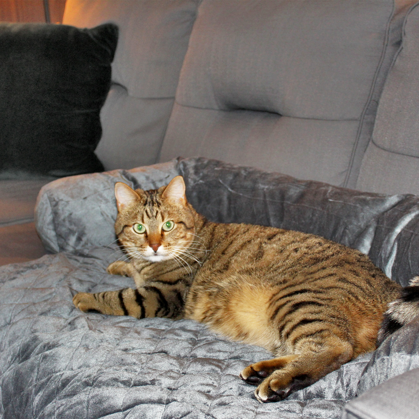 Soft blanket for pet with padded sides