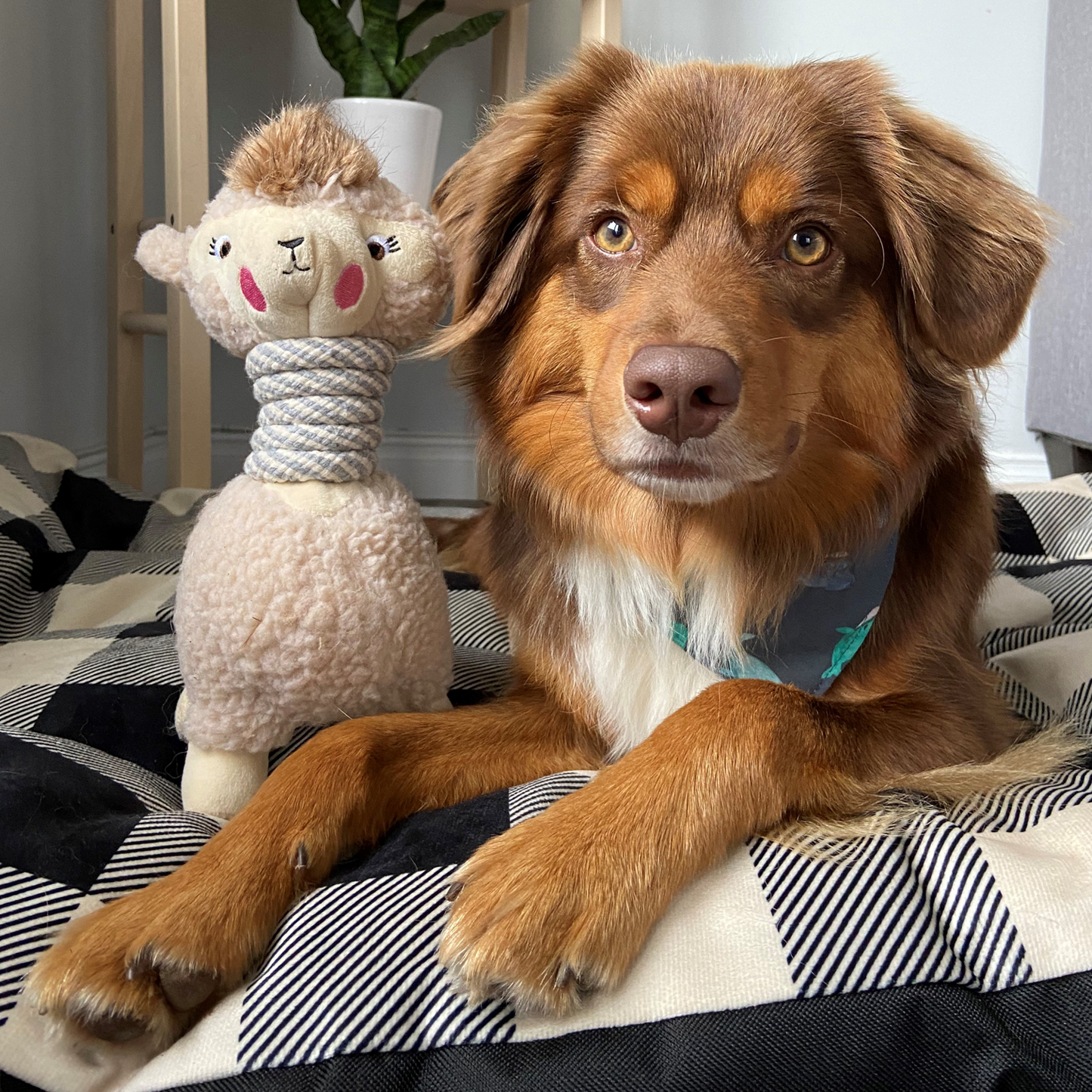 Plush toy for dog, llama style
