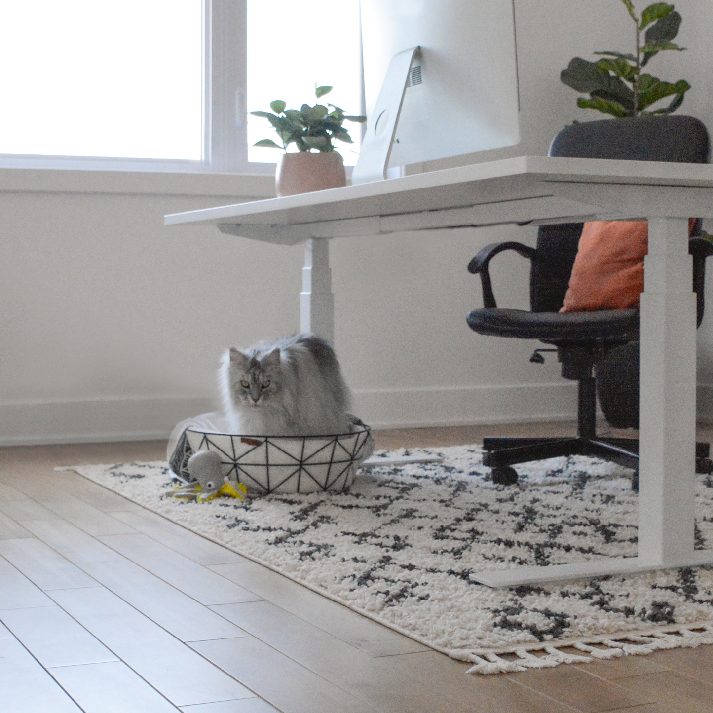 Metal basket bed for cat, black