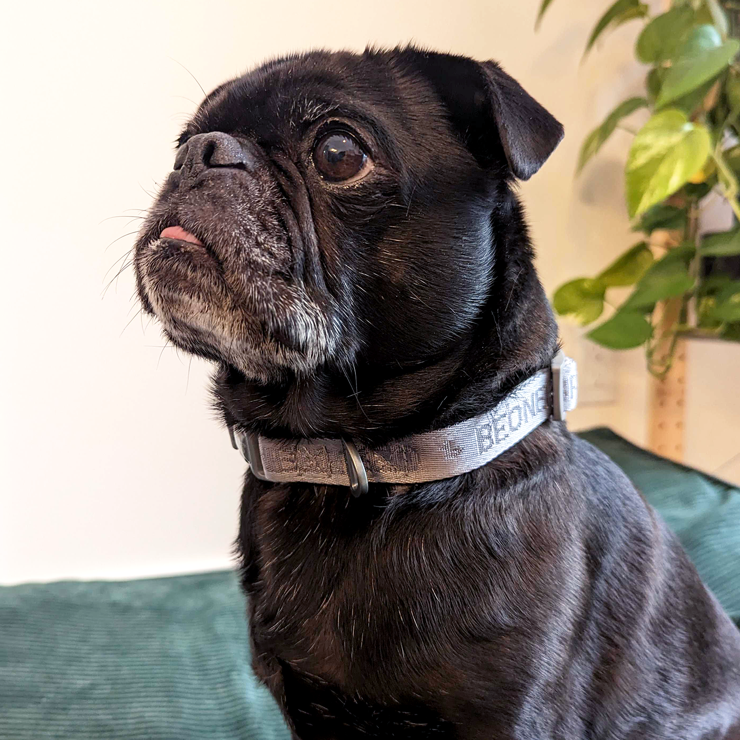 Neoprene and nylon dog collar, gray