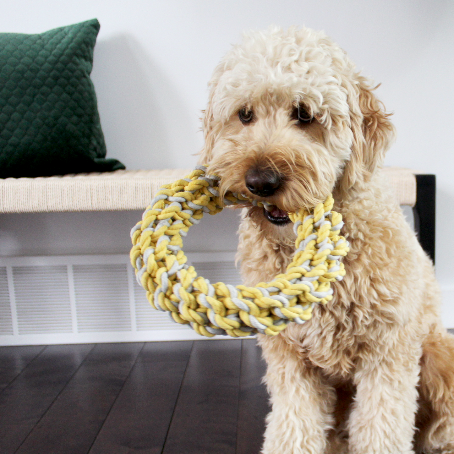Rope ring dog toy