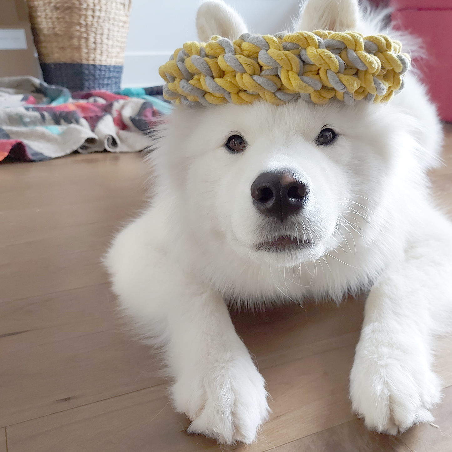 Rope ring dog toy