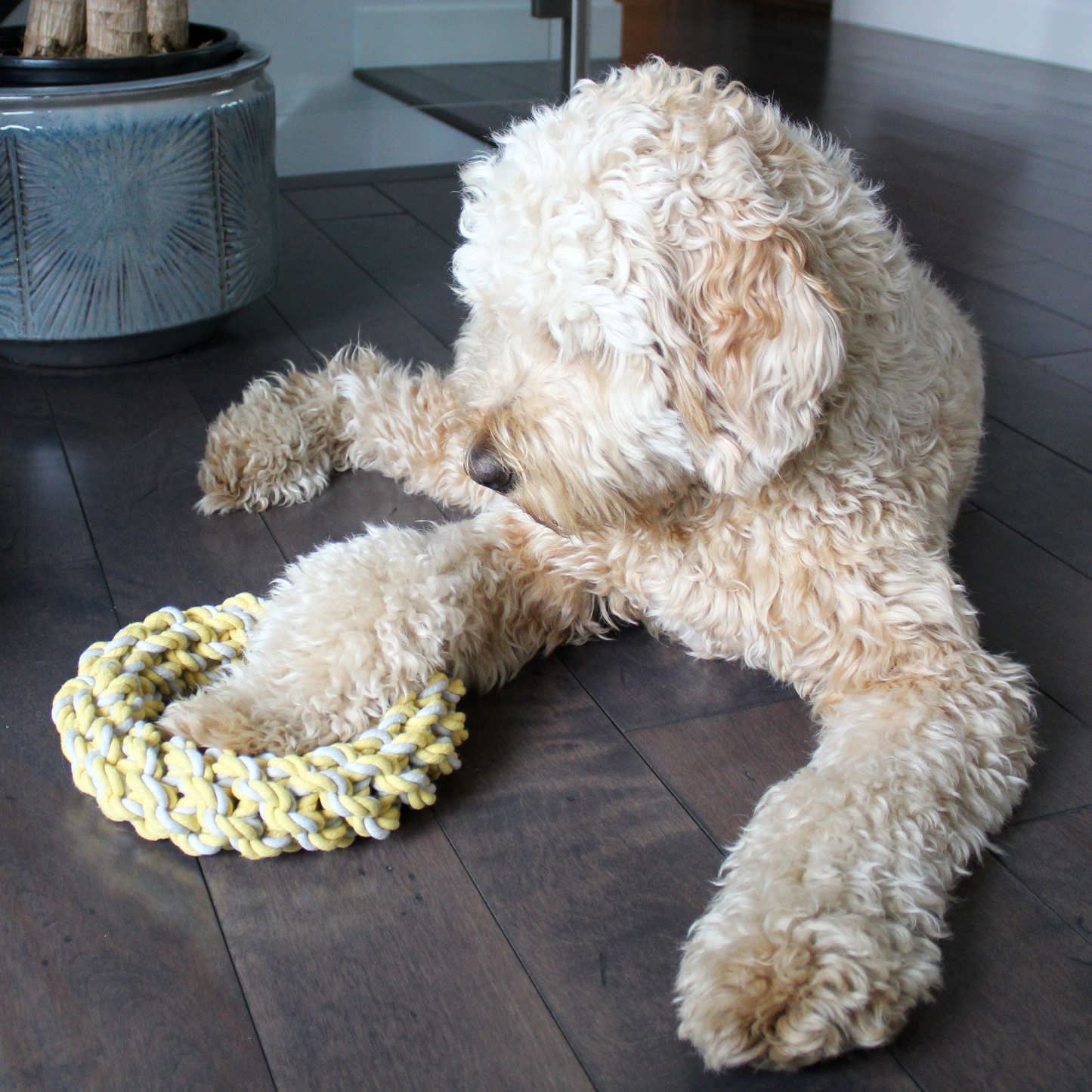 Rope ring dog toy