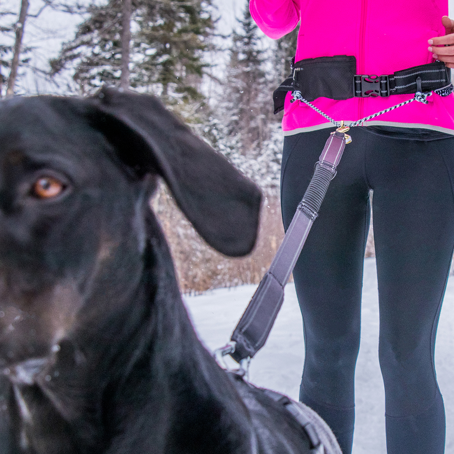 Belt & bungee leash kit for running, black