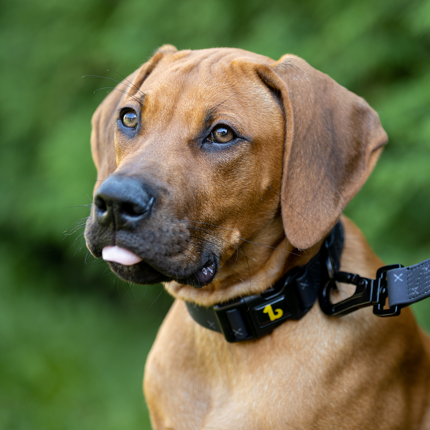 Silicone collar for dog, black X style
