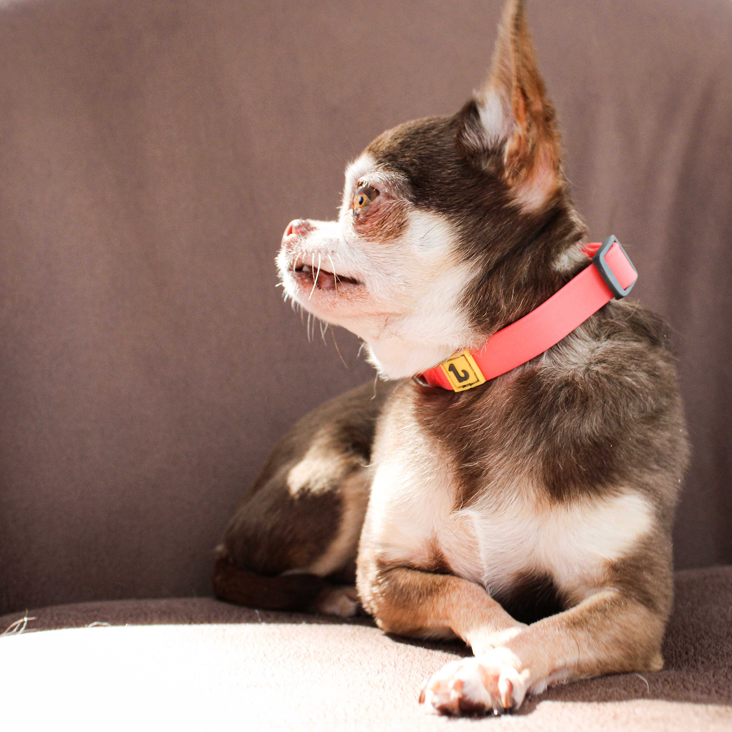 Silicone collar for dog, coral style