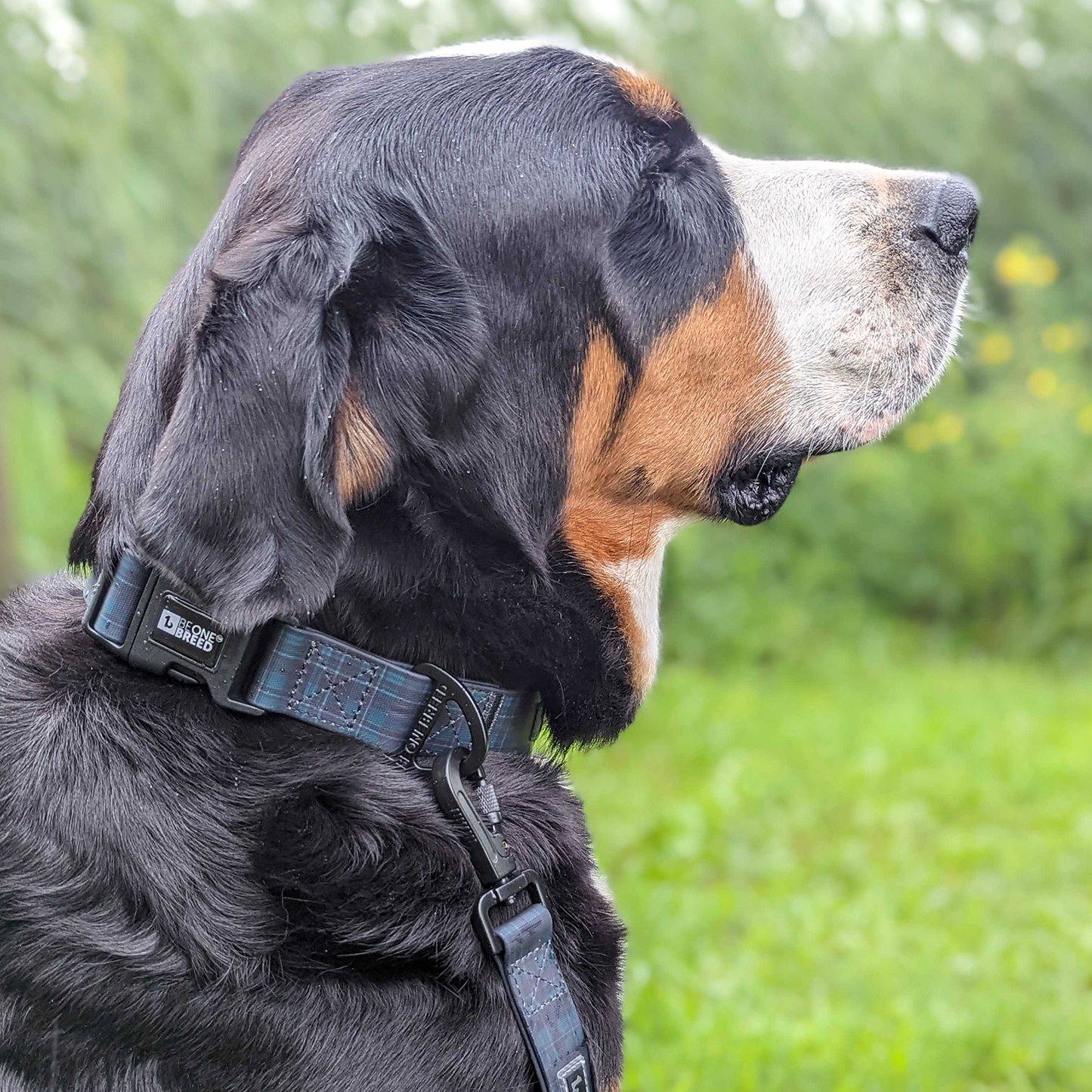 Silicone collar for dog, varsity style