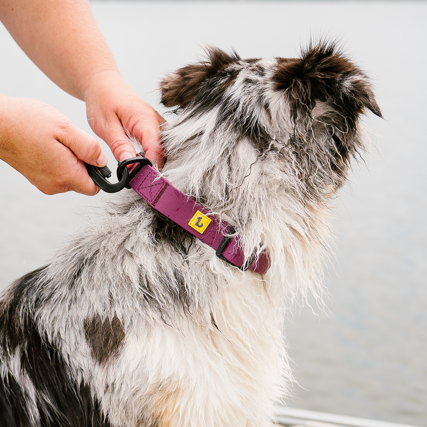 Silicone collar for dog, wild rose style