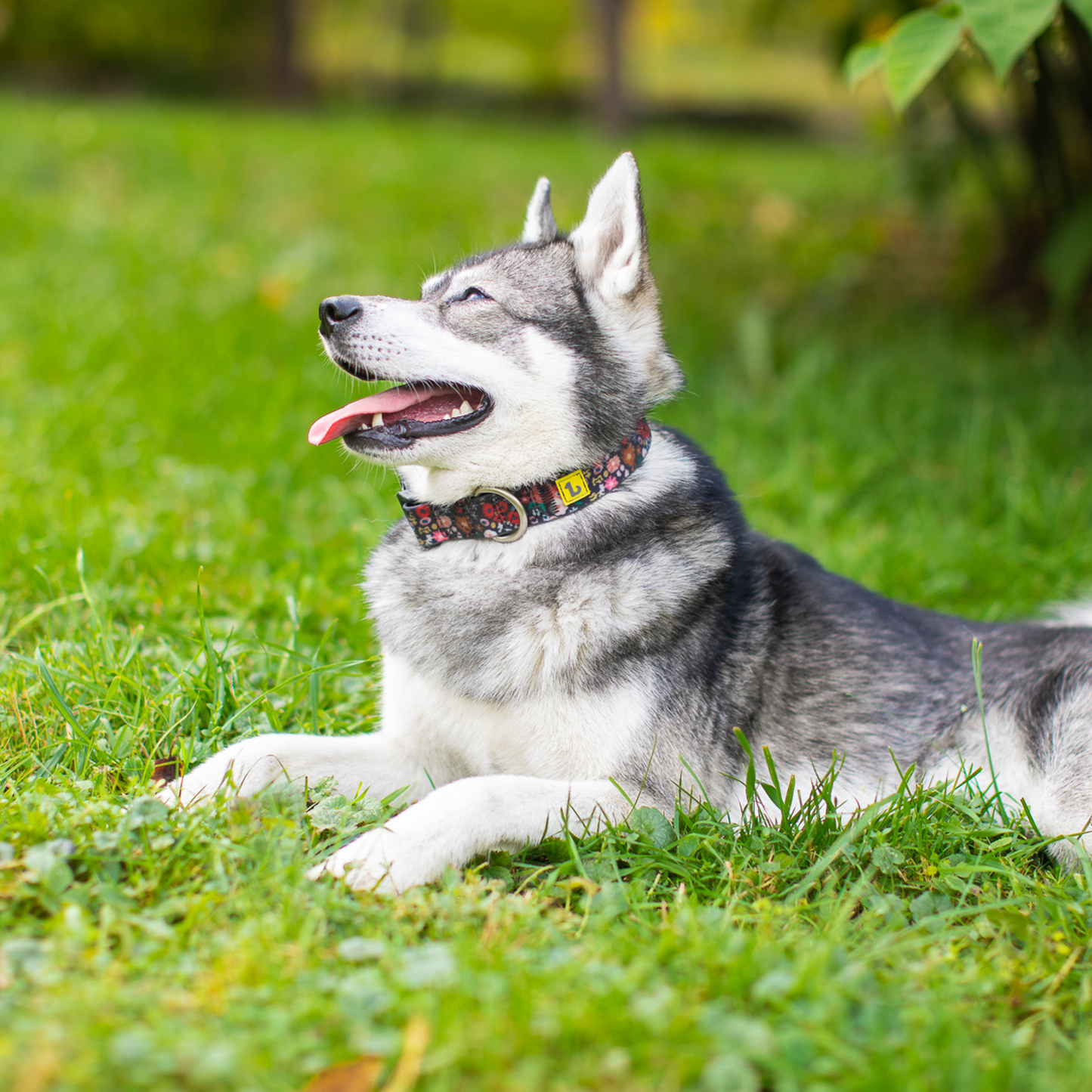 Silicone collar  for dog, wildflowers style