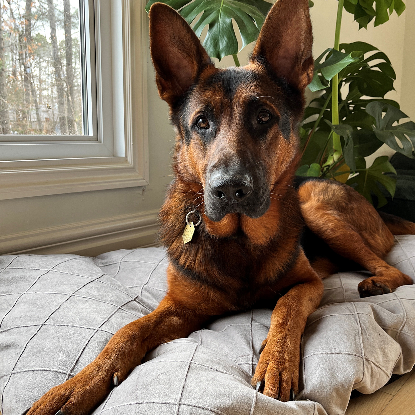 Supplementry sky dog bed cover