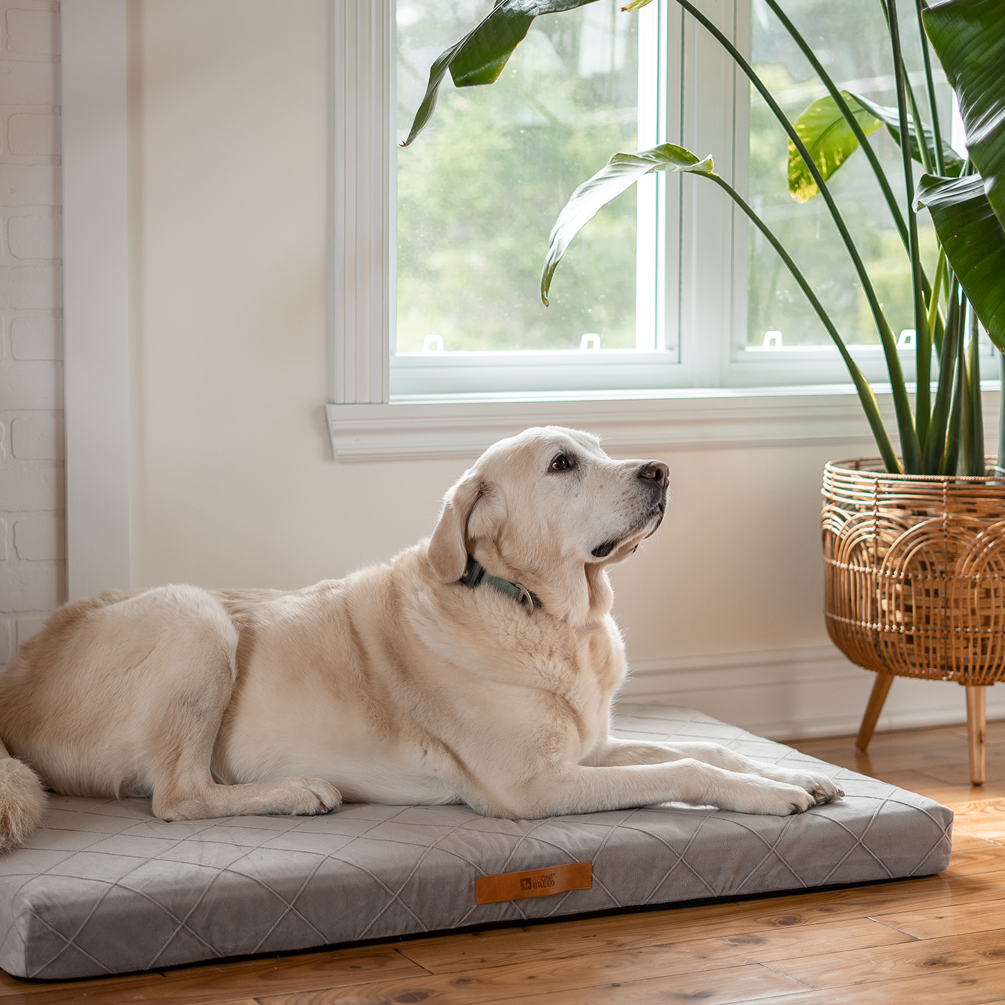 Supplementry sky dog bed cover