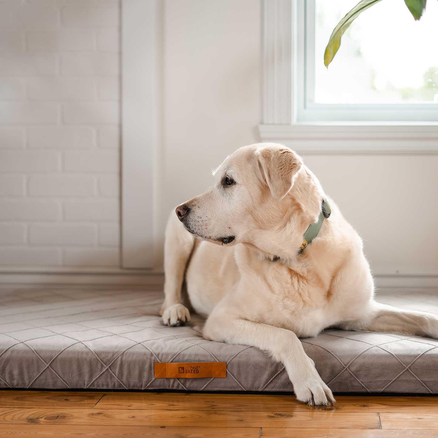 Supplementry sky dog bed cover