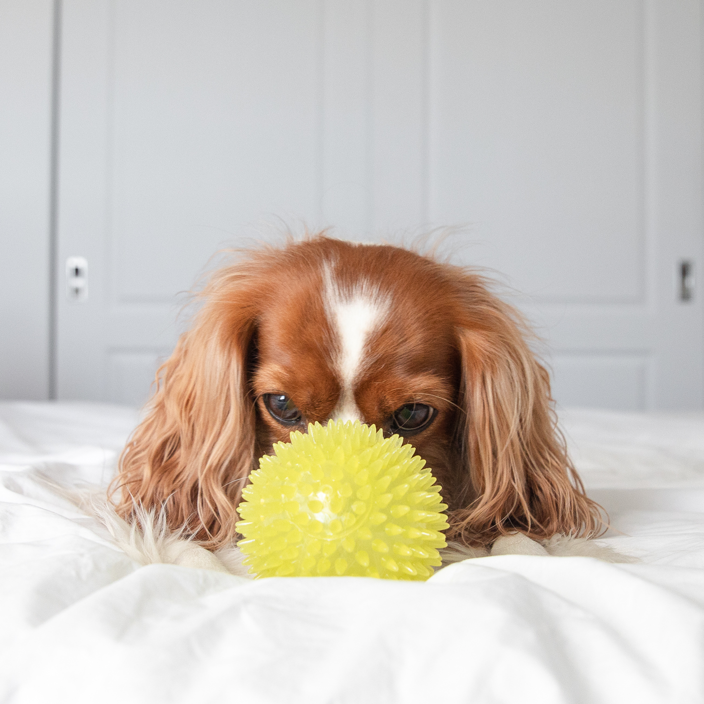 Spike chew ball for dog, rubber