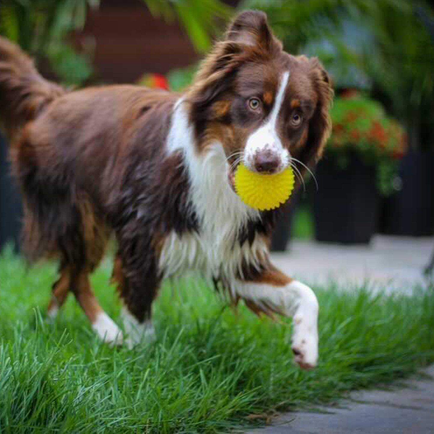 Spike chew ball for dog, rubber