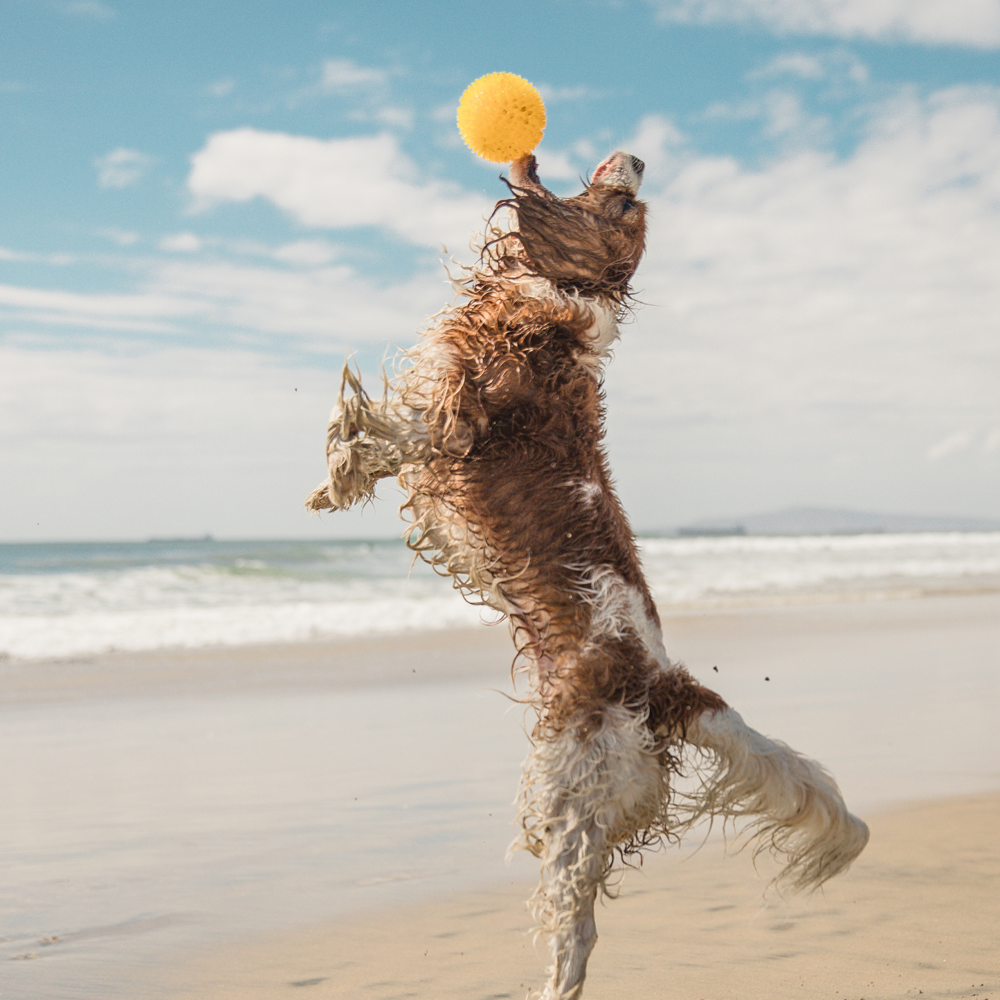Spike chew ball for dog, rubber