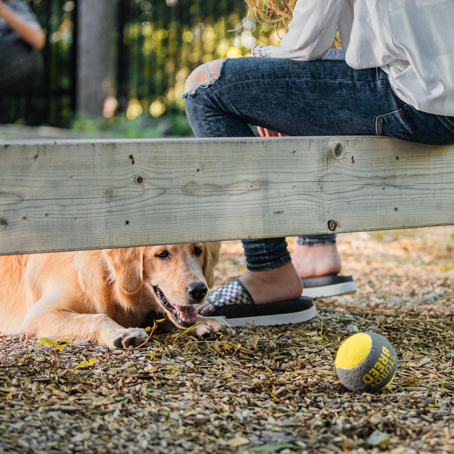 Tennis ball for dog