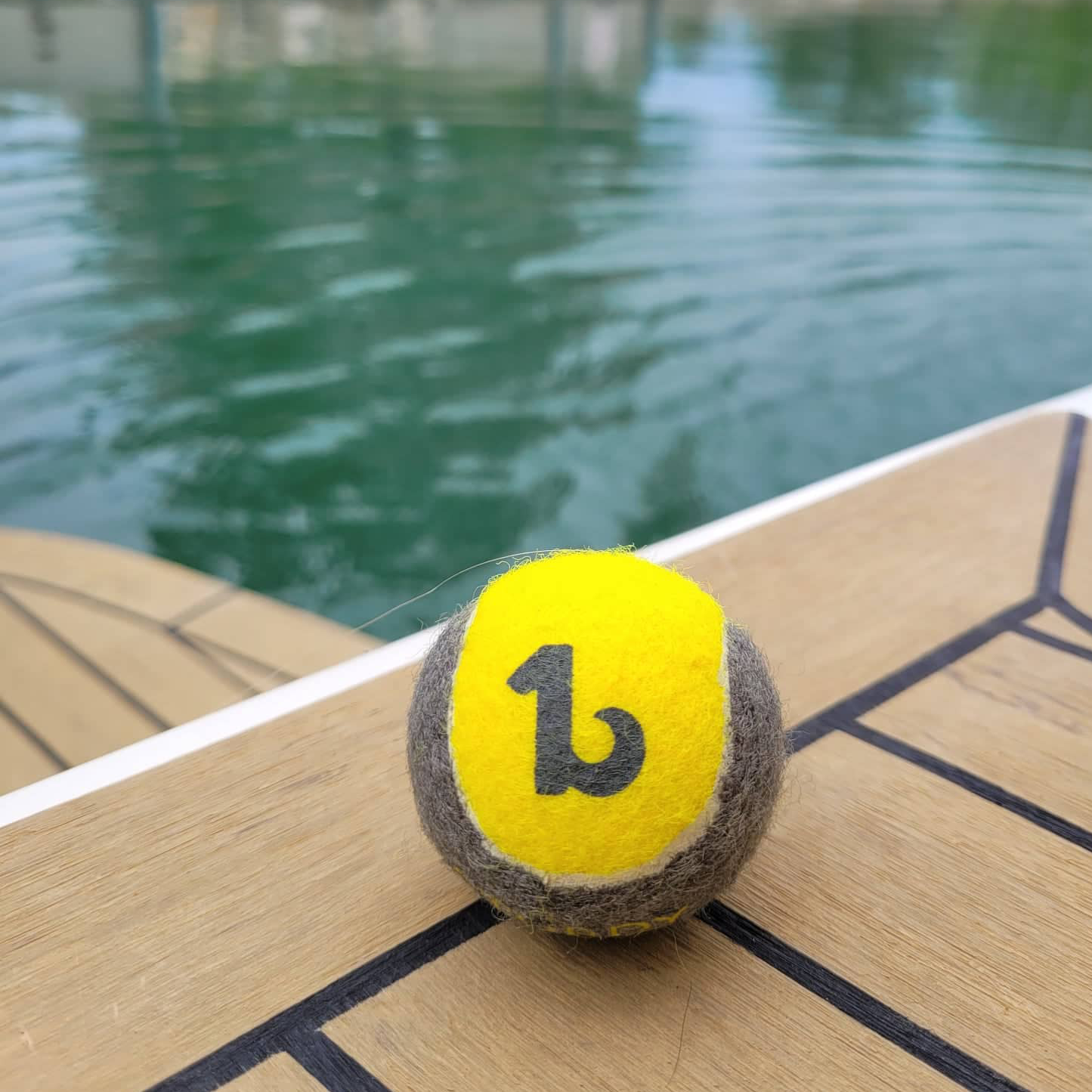 Tennis ball for dog