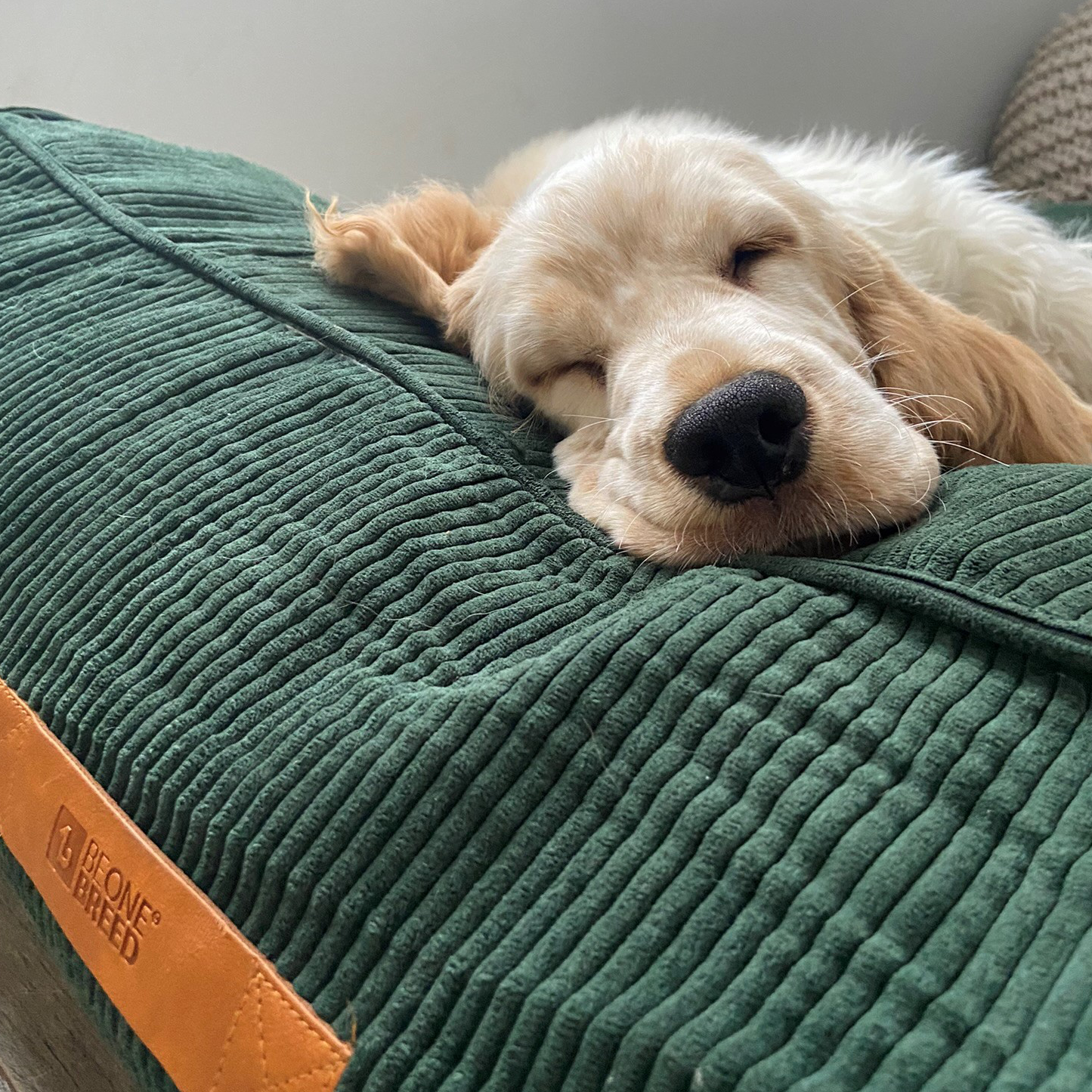Supplementry cloud dog bed cover, green