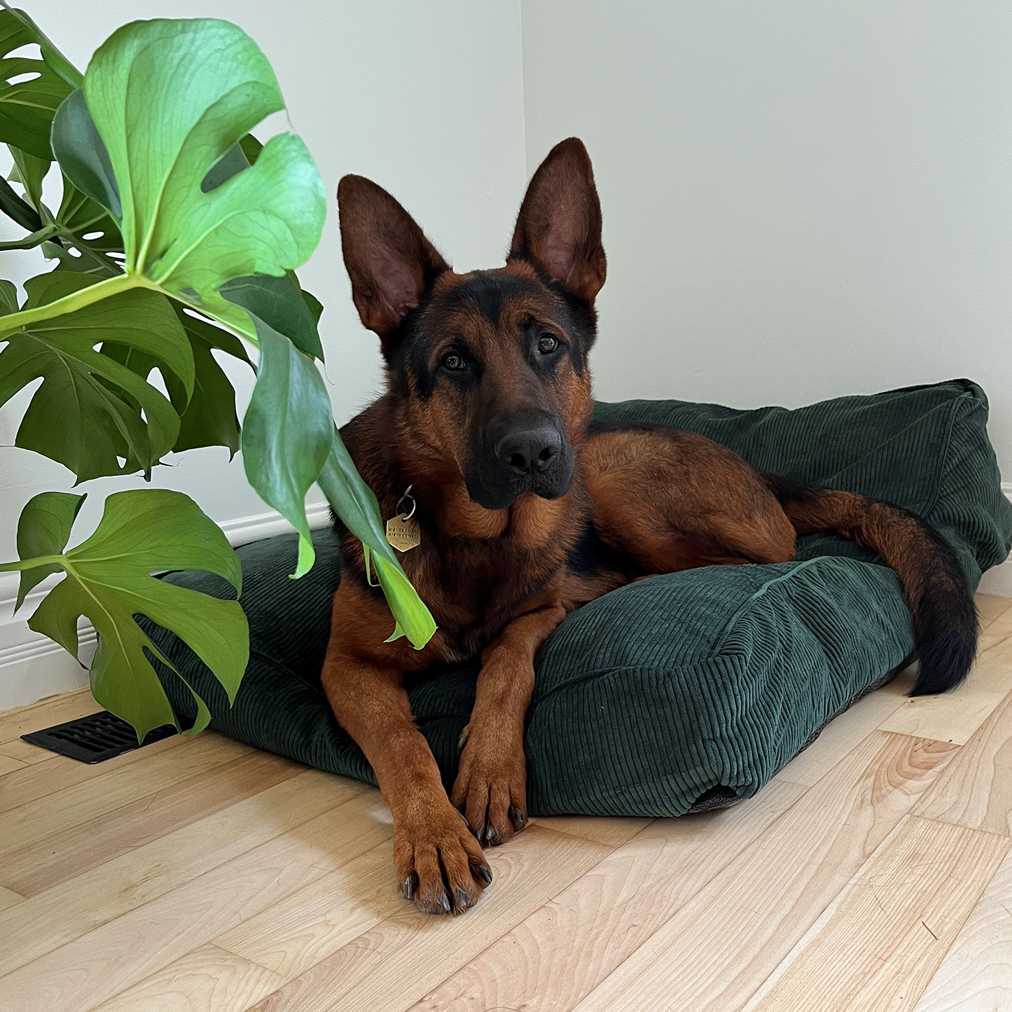 Supplementry cloud dog bed cover, green